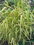 Foto Vrtne Cvjetovi Bowles Zlatna Trava, Zlatna Proso Trave, Zlatno Drvo Mille (Milium effusum), zelena