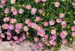 снимка Градински цветове Река Маргаритка Лебед (Brachyscome), розов