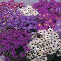 Фото Садовые Цветы Брахикома (Brachyscome), фиолетовый