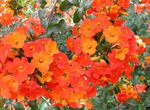 Фото Садовые Цветы Броваллия (Browallia), оранжевый
