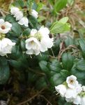 Foto Have Blomster Tyttebær, Mountain Tranebær, Foxberry (Vaccinium vitis-idaea), hvid