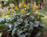 フォト 庭の花 大きな葉のメタカラコウ属、ヒョウ植物、黄金ノボロギク (Ligularia), 黄