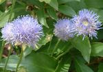Foto Flores de jardín Bits Escabiosa, Arrastrándose Ajedrea De Oveja (Jasione), azul claro