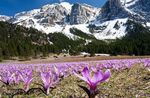 foto I fiori da giardino Prato Primavera Zafferano (Bulbocodium vernum), lilla