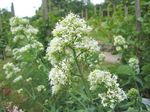 foto I fiori da giardino La Barba Di Giove, Chiavi Del Paradiso, Valeriana Rossa (Centranthus ruber), bianco
