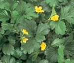 fotografie Záhradné kvety Neplodná Jahoda (Waldsteinia ternata.), žltá