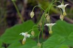 Foto Have Blomster Vancouveria (Vancouveria hexandra), hvid
