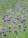 Foto Dārza Ziedi Zilgalvīte, Zvaigzne Dadzis, Rudzupuķu (Centaurea), purpurs