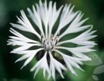 фота Садовыя Кветкі Васілёк Аднагадовы (Centaurea), белы