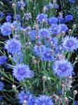 фота Садовыя Кветкі Васілёк Аднагадовы (Centaurea), блакітны