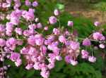 Фото Садовые Цветы Василистник (Thalictrum), розовый