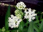 Foto Flores de jardín Milkweed De Pantano, Maypops, Subió Algodoncillo, Algodoncillo Rojo (Asclepias incarnata), blanco