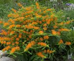Foto Flores de jardín Butterflyweed (Asclepias tuberosa), naranja