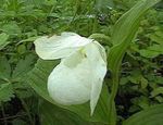Foto Dārza Ziedi Lady Tupele Orhideju (Cypripedium ventricosum), balts