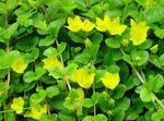 fotografie Záhradné kvety Moneywort, Postupný Jenny (Lysimachia nummularia), žltá