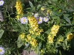 Foto Dārza Ziedi Dzeltens Loosestrife (Lysimachia punctata), dzeltens