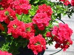снимка Градински цветове Върбинка (Verbena), червен