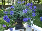 φωτογραφία Λουλούδια κήπου Λουίζα (Verbena), μπλε
