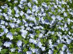 Foto Flores de jardín Brooklime (Veronica), azul claro