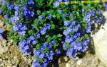 Photo Garden Flowers Brooklime (Veronica), blue