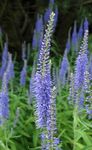 foto Flores do Jardim Longleaf Speedwell (Veronica longifolia), luz azul
