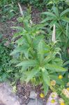 Foto Have Blomster Culver Rod, Bowmans Rod, Sort Rod (Veronicastrum virginicum), hvid