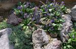 kuva Puutarhakukat Wulfenia , violetti