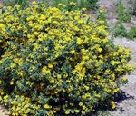 fotografie Záhradné kvety Koruna Vika (Coronilla), žltá