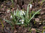 zdjęcie Ogrodowe Kwiaty Galanthus (Przebiśnieg) , biały
