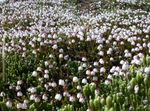 fotografie Zahradní květiny Aljaška Bellheather (Harrimanella), bílá
