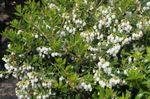 フォト 庭の花 シラタマノキ属、チェッカーベリー (Gaultheria), ホワイト