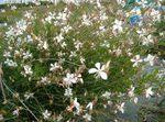 Foto Gartenblumen Gaura , weiß