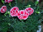 fotografie Záhradné kvety Dianthus, Čína Ružovou (Dianthus chinensis), ružová