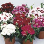 Photo Garden Flowers Dianthus, China Pinks (Dianthus chinensis), red