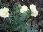фота Садовыя Кветкі Гваздзік Шабо (Dianthus caryophyllus), белы
