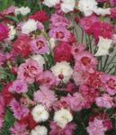 Photo Garden Flowers Carnation (Dianthus caryophyllus), pink