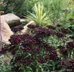 フォト 庭の花 甘いウィリアム (Dianthus barbatus), 黒