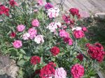 Fil Trädgårdsblommor Söta William (Dianthus barbatus), rosa