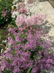 フォト 庭の花 ナデシコPerrenial (Dianthus x allwoodii, Dianthus  hybrida, Dianthus  knappii), ライラック
