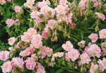 fotografija Vrtno Cvetje Rock Rose (Helianthemum), roza