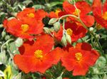 Foto Dārza Ziedi Rock Rose (Helianthemum), sarkans