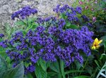 fotografie Zahradní květiny Heliotrop, Třešňový Koláč Rostlina (Heliotropium), modrý