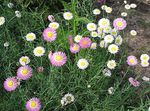 fotoğraf Bahçe Çiçekleri Kağıt Papatya, Sunray (Helipterum), beyaz
