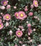 fotografie Gradina Flori Daisy Hârtie, Sunray (Helipterum), roz
