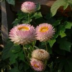 Foto Strohblumen, Papier Daisy (Helichrysum bracteatum), rosa