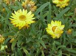 Foto Flores de jardín Siemprevivas, Margarita De Papel (Helichrysum bracteatum), amarillo
