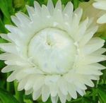 Photo Strawflowers, Paper Daisy (Helichrysum bracteatum), white