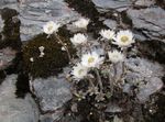 fotografija Vrtno Cvetje Helichrysum Perrenial , bela