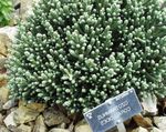 Photo bláthanna gairdín Perrenial Helichrysum , bán