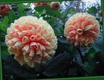 Foto Flores de jardín Dalia (Dahlia), rosa